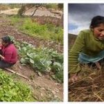 Peru Agriculture