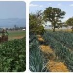 Mexico Agriculture, Fishing and Forestry